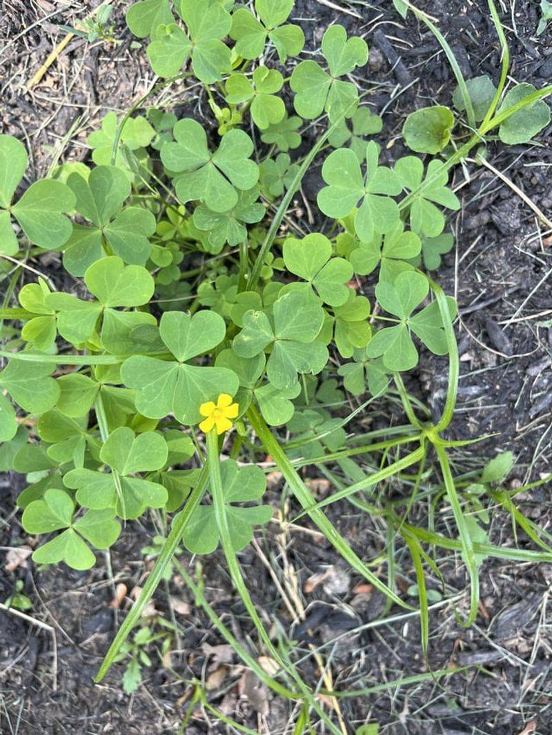 Yellow Woodsorrel