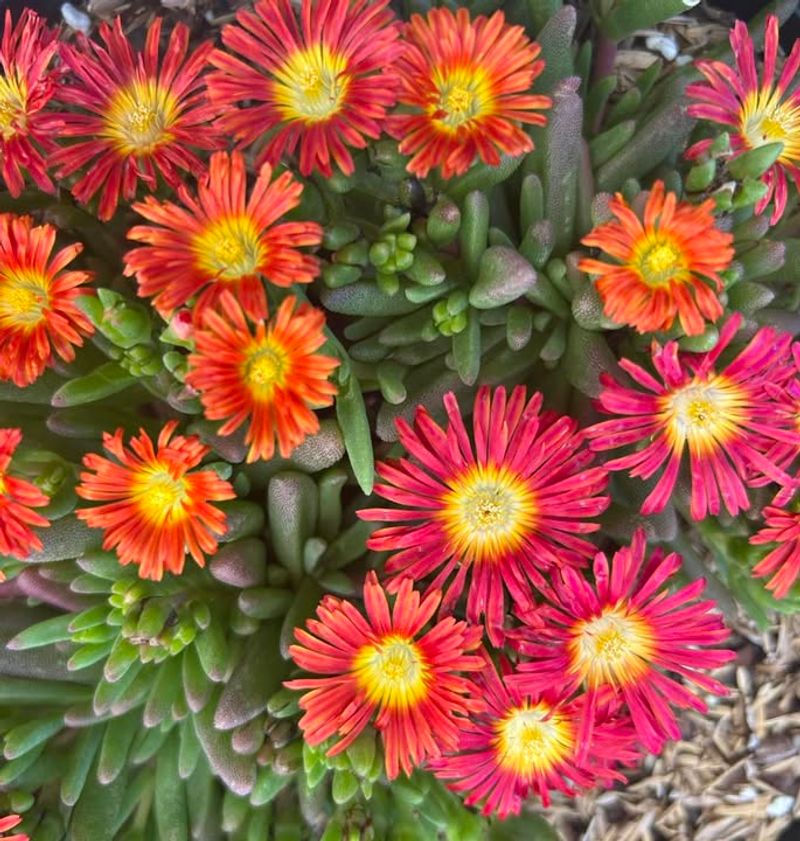 Ice Plant Creates A Dense Succulent Mat