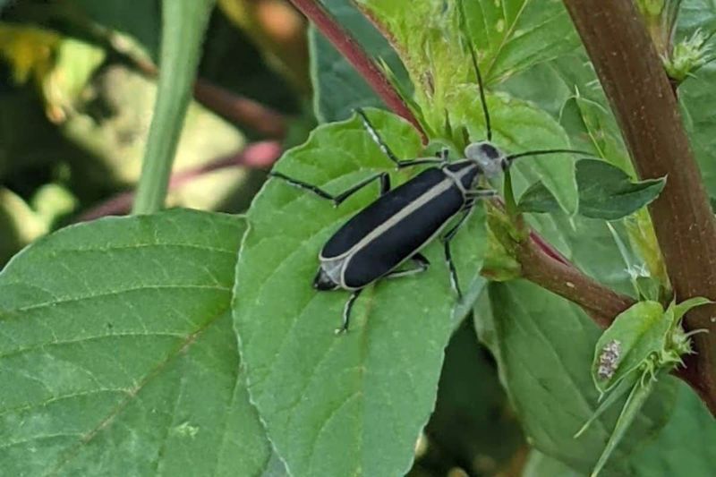 Remove Blister Beetles Without Direct Contact