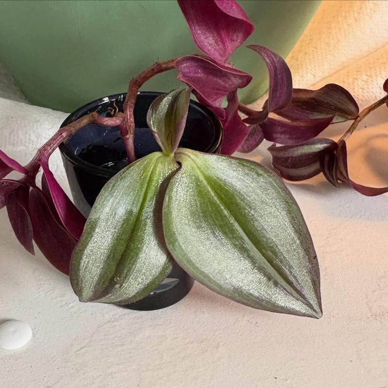 Cuttings Root Fast And Fill Pots Quickly