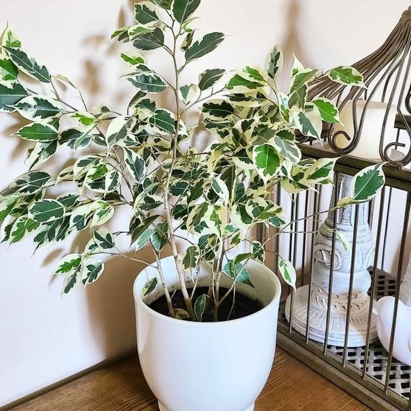 Reduce Fertilizing During Dormant Period