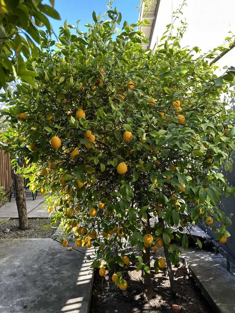 Feed Lightly To Encourage Recovery