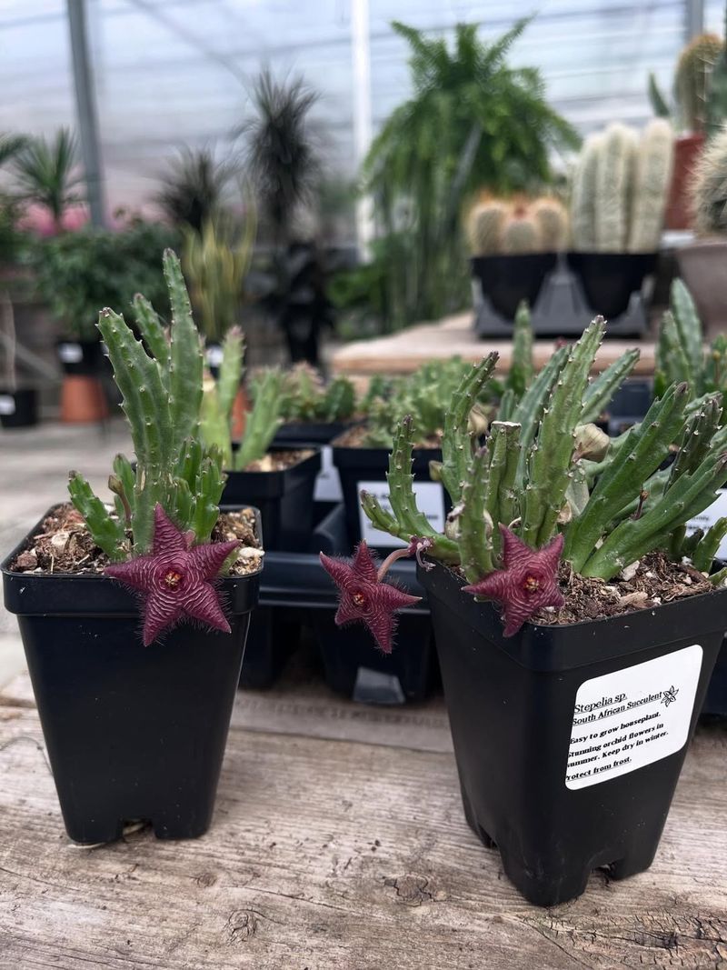 Avoid Overfeeding With Nitrogen