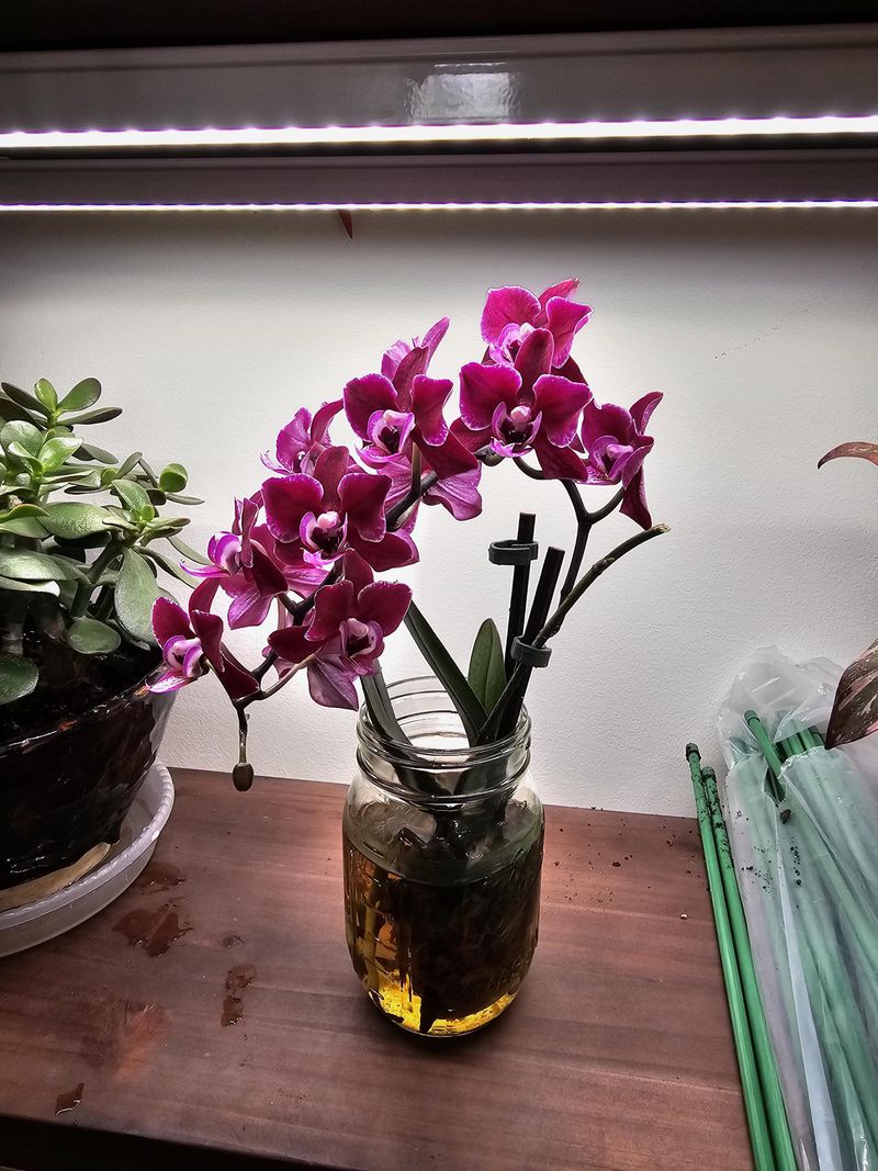 Bright Light Matters More During Short Winter Days