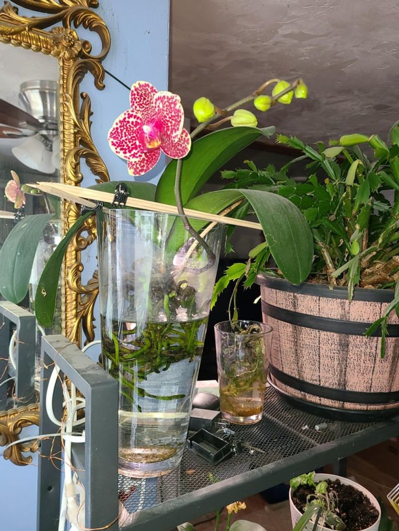 Water Deeply But Not Too Often