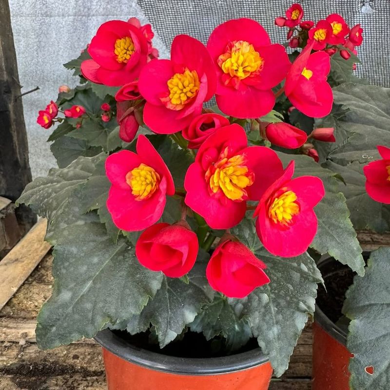 Increase Humidity For Healthier Growth