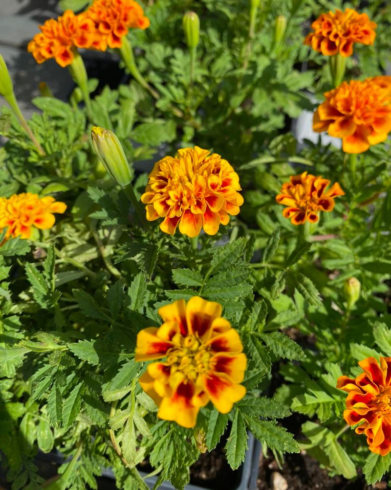 Planting Warm-Season Annuals Can Wait
