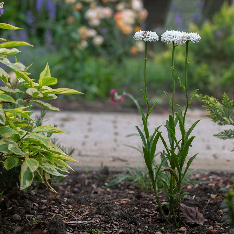 Add Mulch To Stabilize Soil Temperature