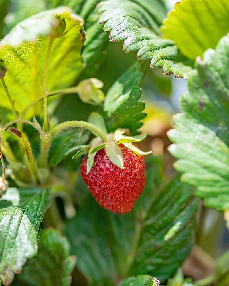 Harvest At The Right Time For Best Flavor