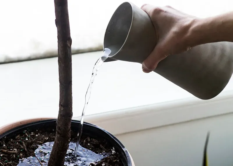 Water Carefully And Avoid Overwatering