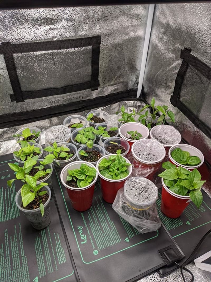 Reduce Watering Slightly To Toughen Plants