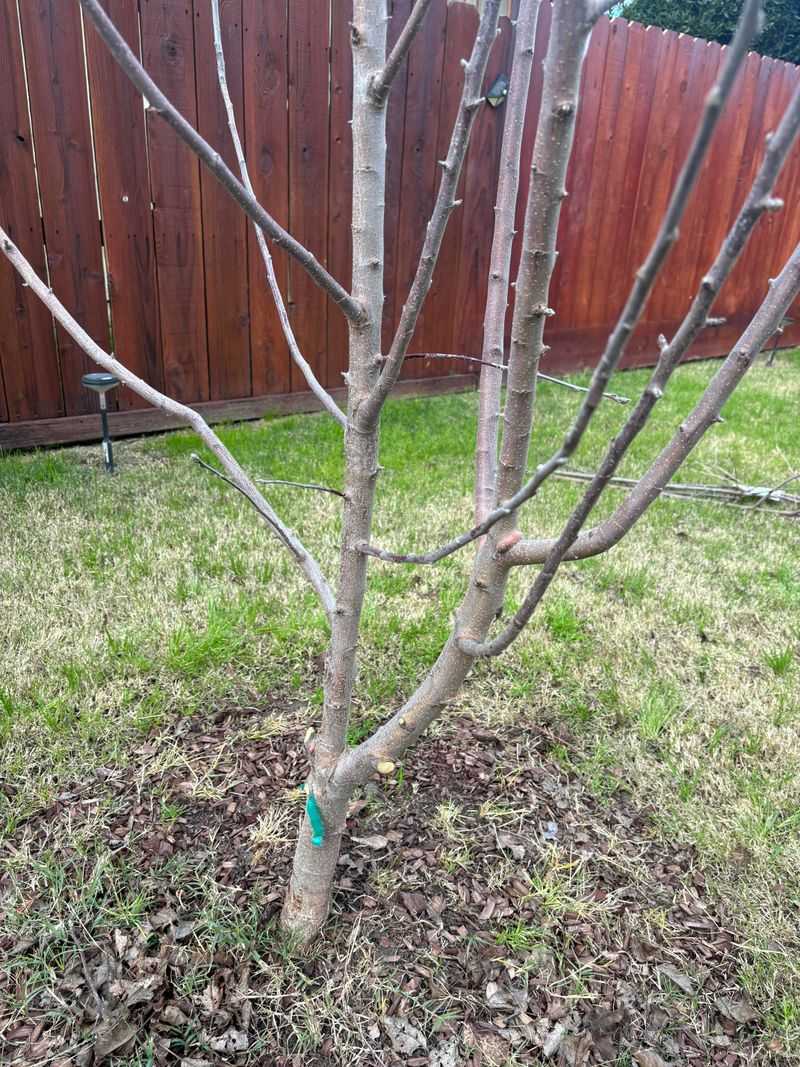 Avoid Pruning Before Cold Weather