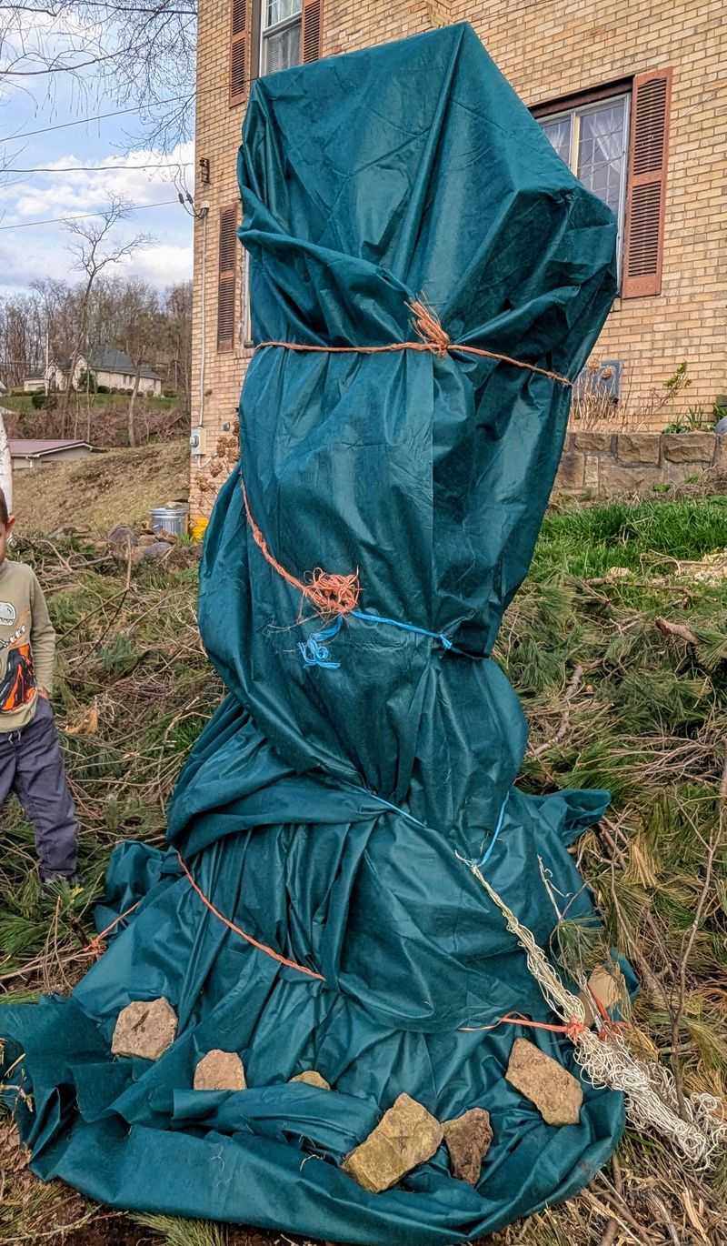 Cover Trees Before Cold Air Settles In