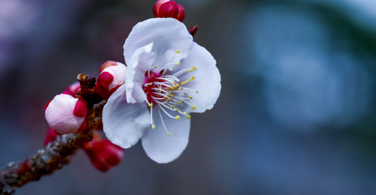 plum tree in bloom