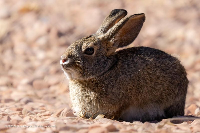 Keep Your Garden Clean And Less Inviting