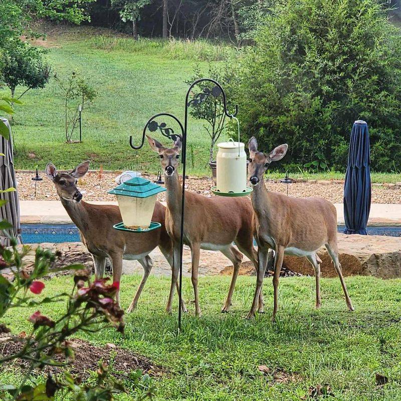 Remove Easy Food Sources That Keep Deer Coming Back