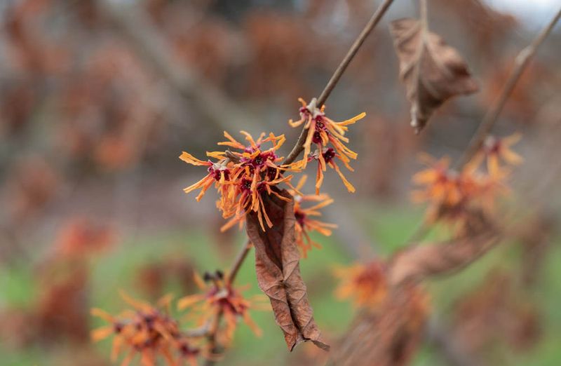 Watch The Weather Forecast Daily