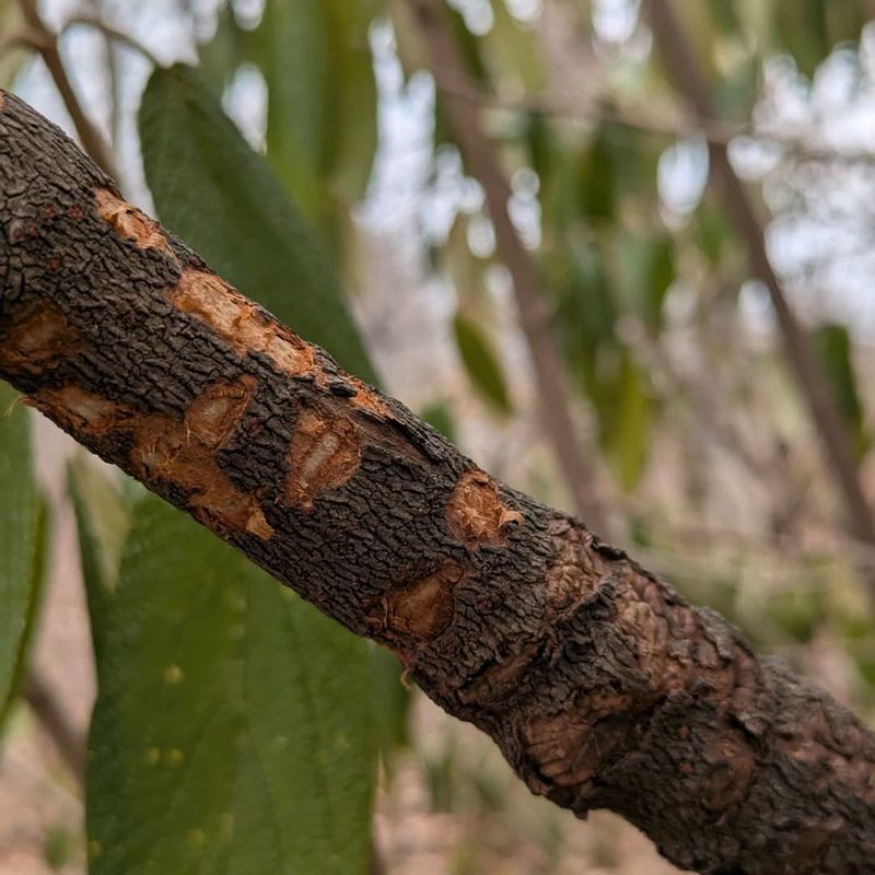 Prevent Branch Damage