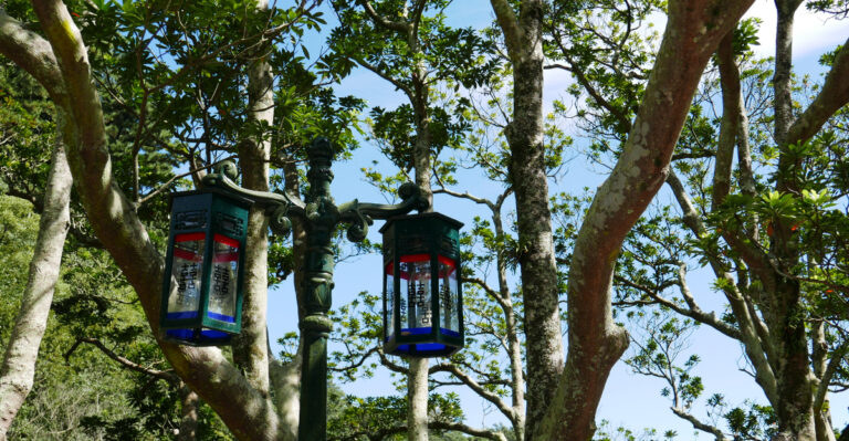 birdfeeders hanging