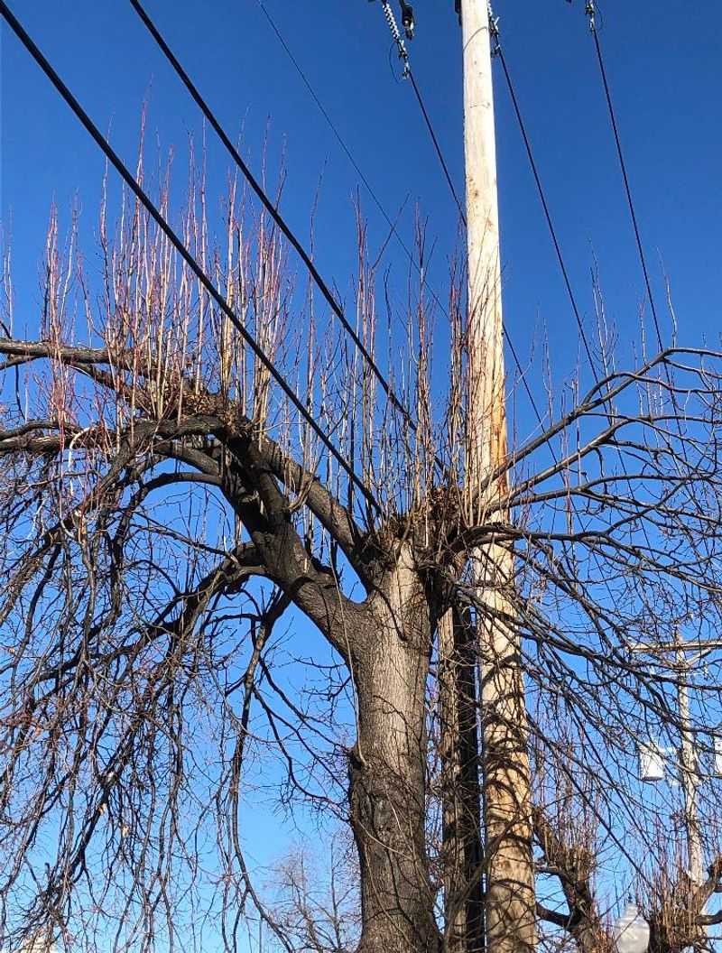 Utility Lines Change What You're Allowed To Cut