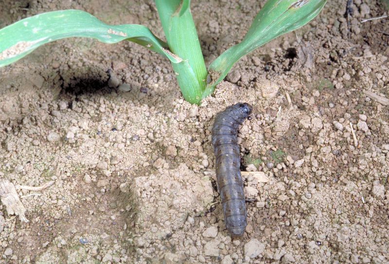 Prevent Cutworms Before The Next Planting