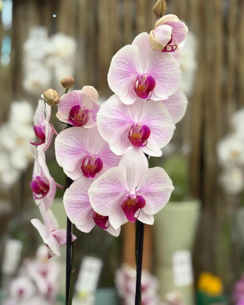 Maintain Moderate Indoor Temperatures