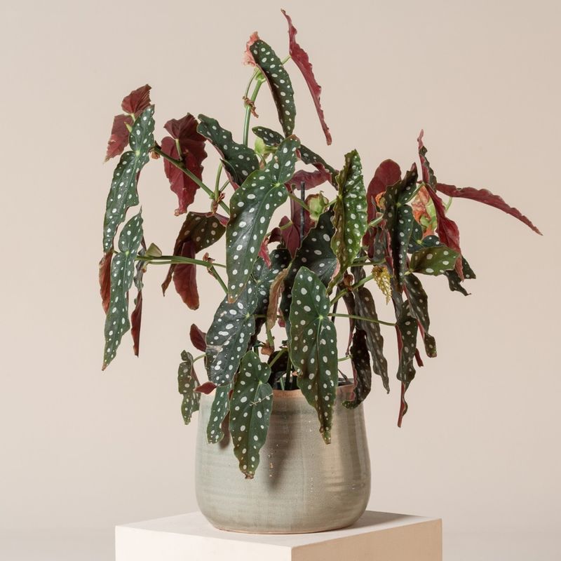 Maintain Moderate Indoor Temperatures