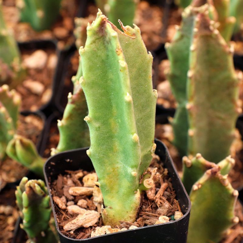 Use Well-Draining Soil