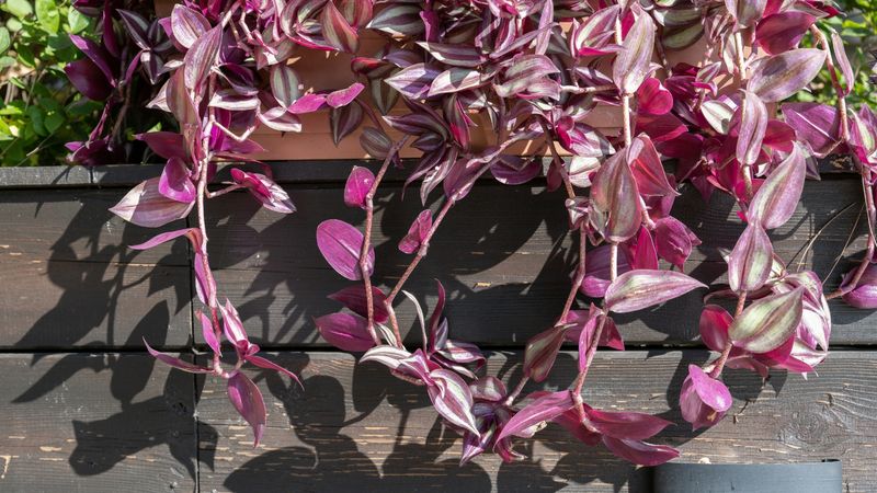 Plant In Well-Draining Potting Mix