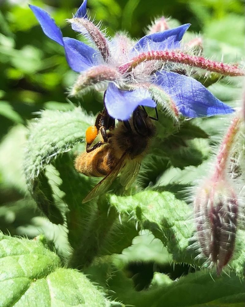 Avoid Pesticides That Harm Pollinators