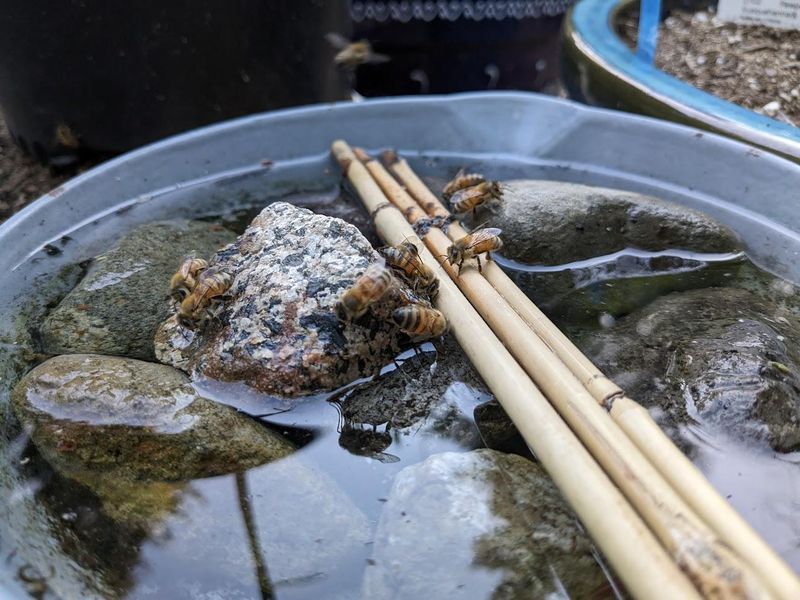 Include Water And Shelter Areas