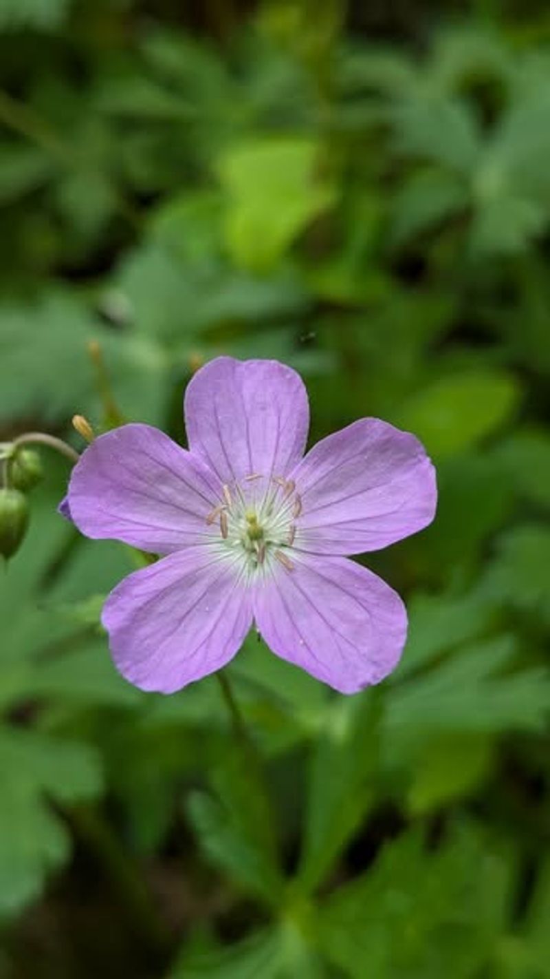 Fuel Spring Bees With Wild Geranium