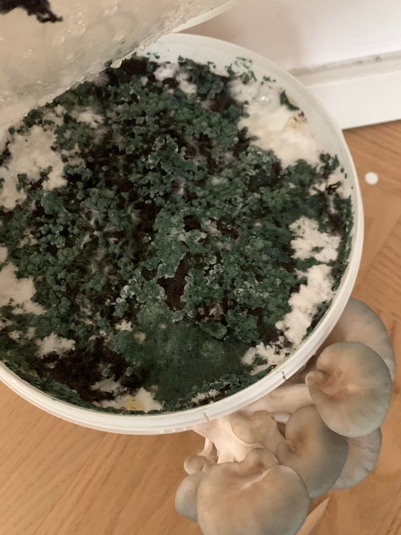 Watch For Contamination And Mold