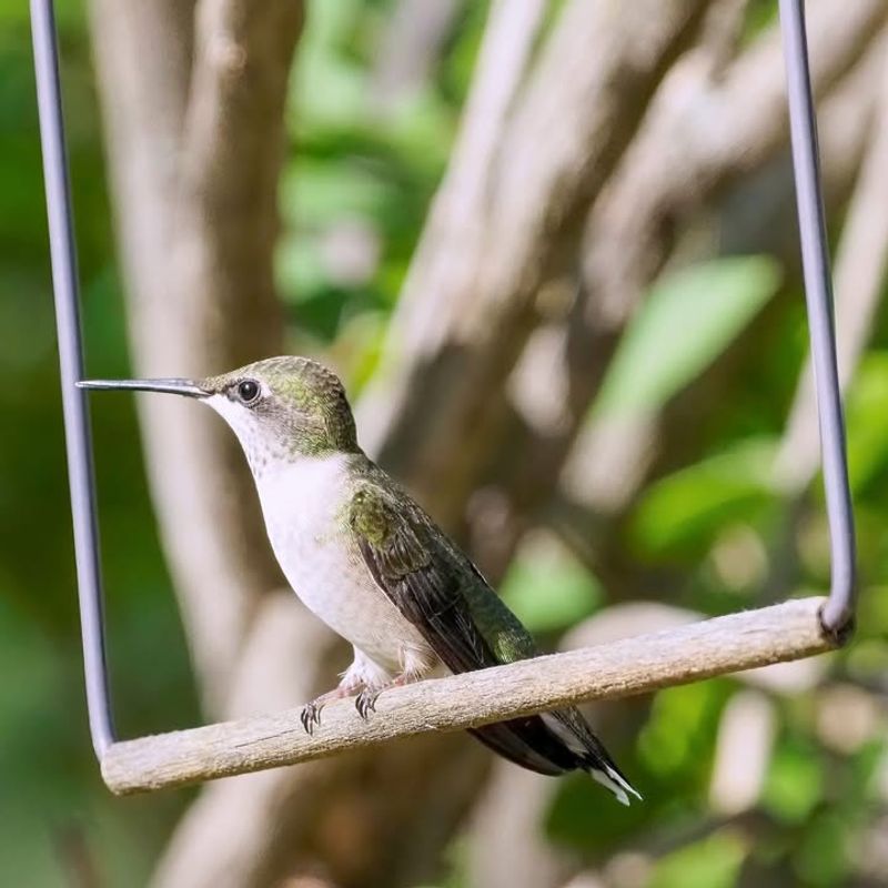 Add Perches And Shelter