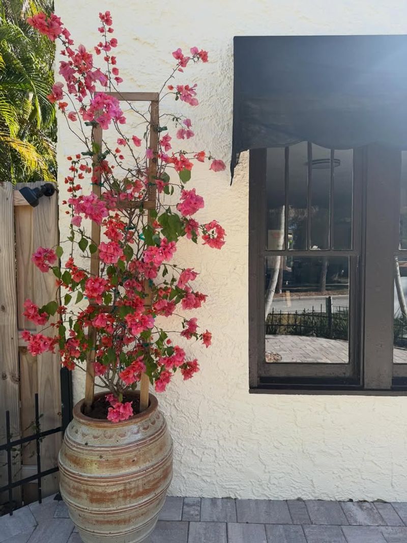 Use A Fast Draining Potting Mix To Prevent Root Rot In Desert Conditions