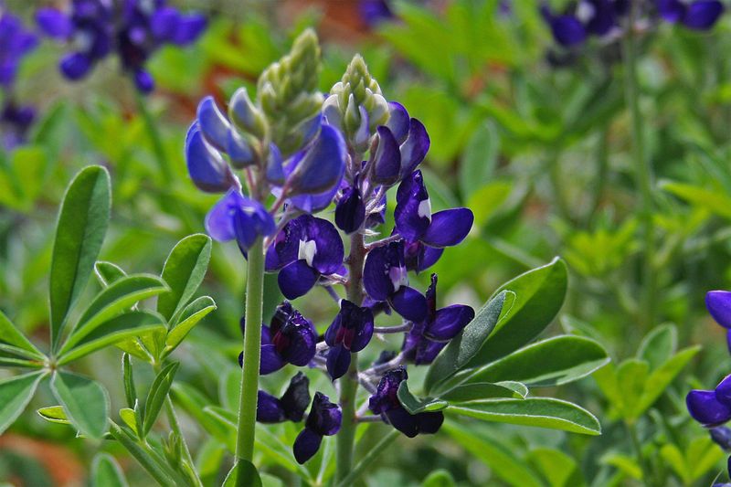 Scarify Seeds Before Planting For Better Germination