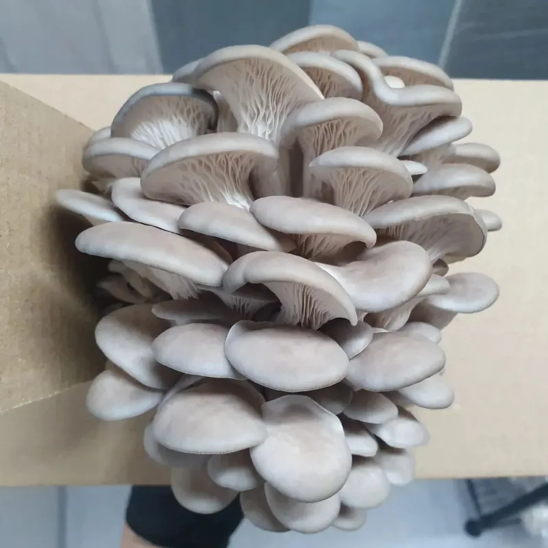 Use Indirect Light During Fruiting Stage