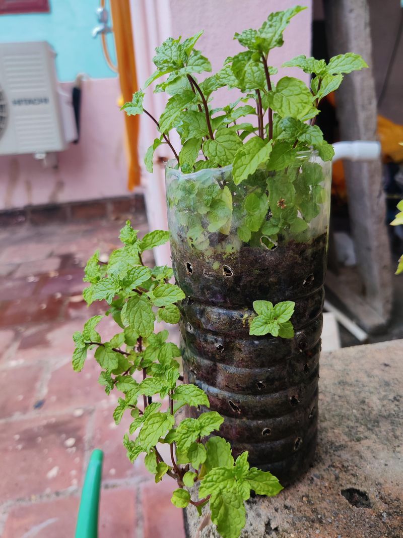 Feed Lightly During Active Growth