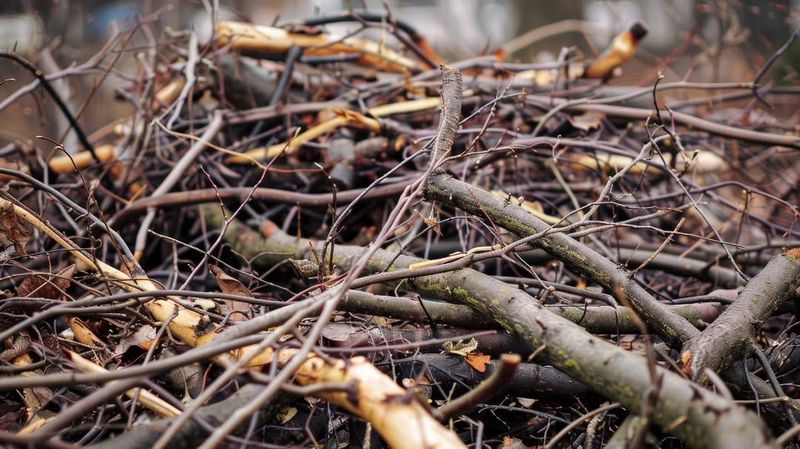 Create Brush Piles And Leave Some Messiness