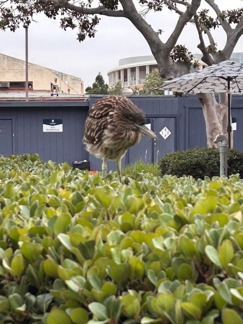 Reduce Or Eliminate Chemical Pesticides