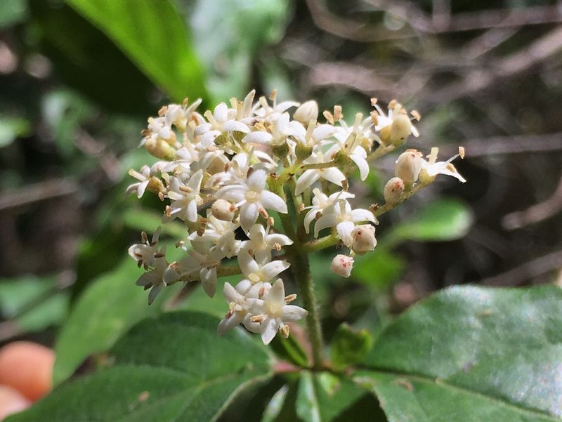 Grow A Trusted Food Source With Roughleaf Dogwood