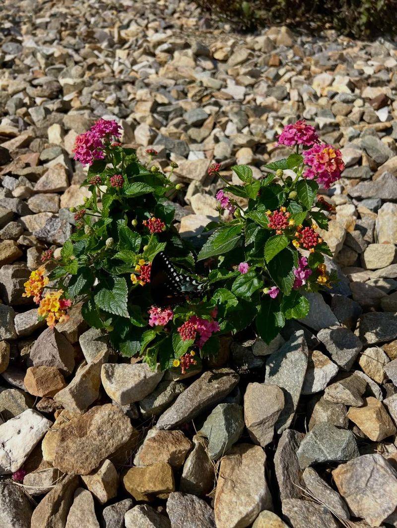 Avoid Pesticides That Harm Butterflies And Larvae