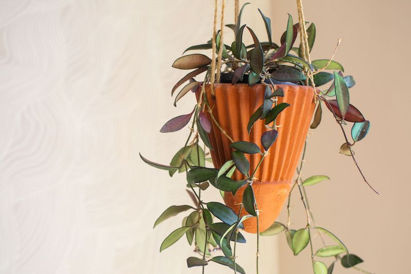 Ensure Mature Stems Are Present