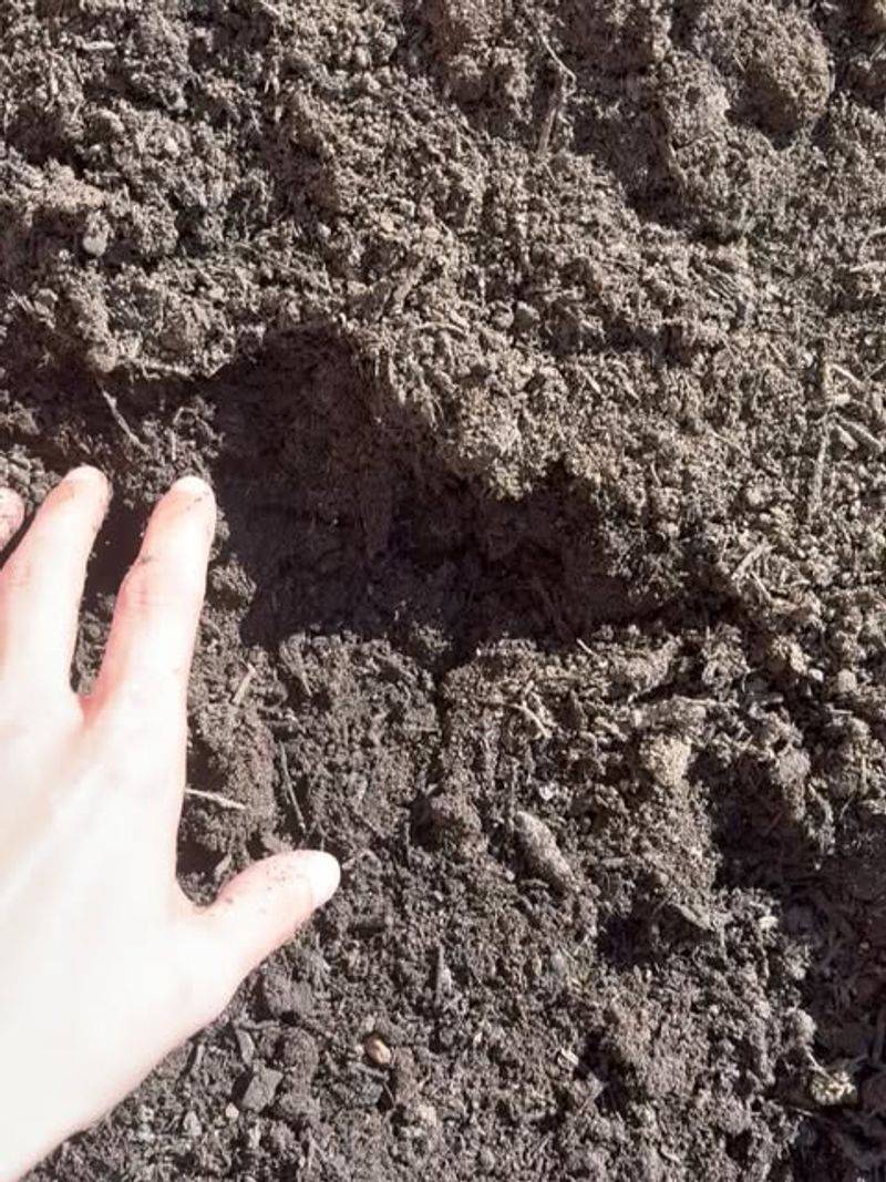 Check Soil Regularly to Spot Stress Early