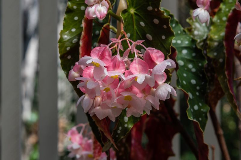 Feed Your Begonia Regularly