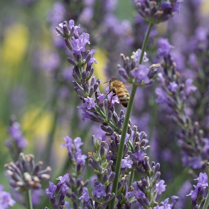 Attracts Helpful Pollinators To Your Property