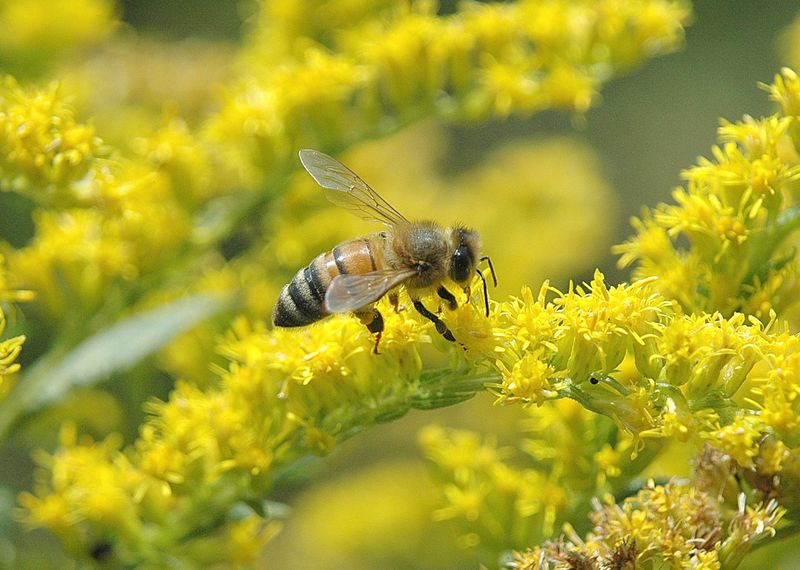 Goldenrod Produces Pollen Essential For Bee Health