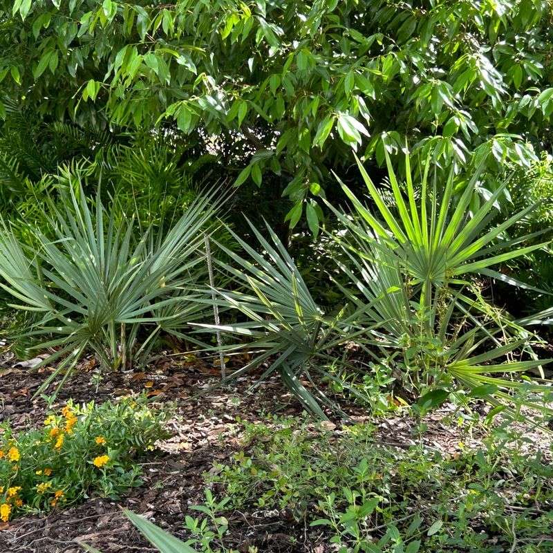 Adds Native Tropical Character To Landscapes