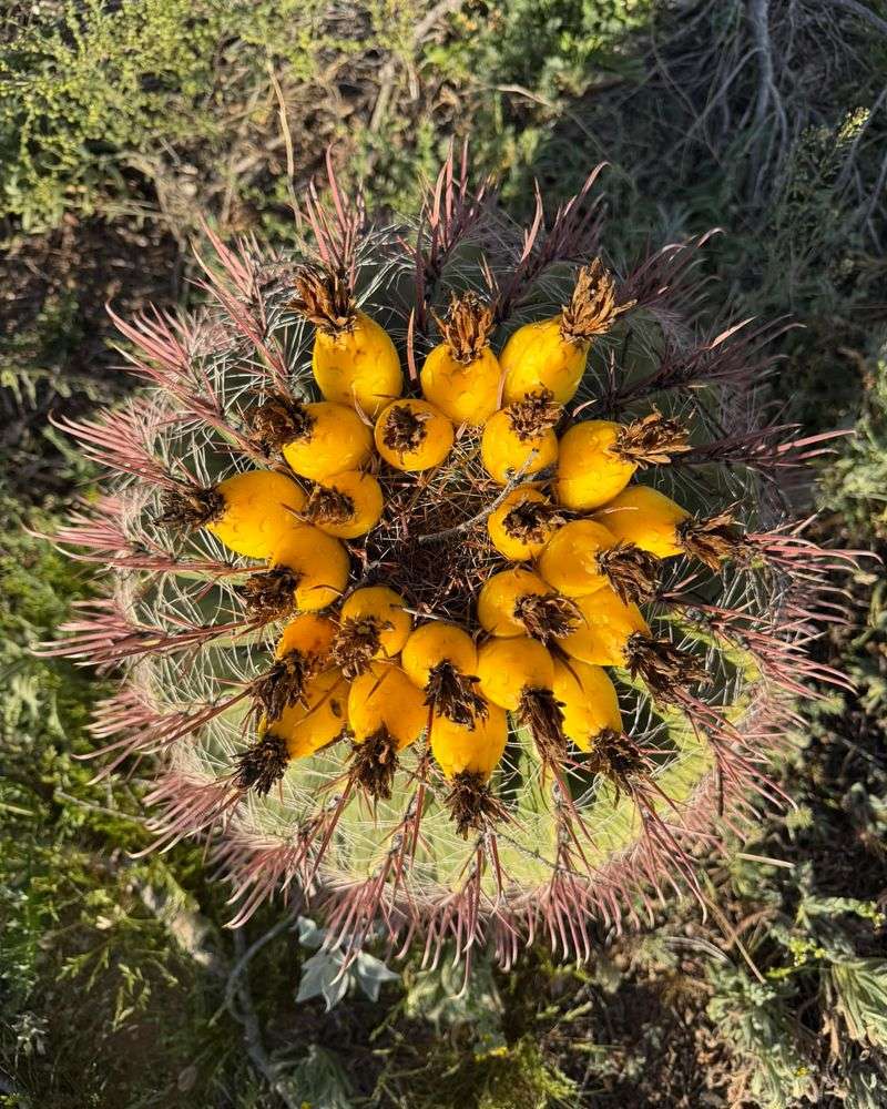 Produces Bright Seasonal Blooms In Full Sun