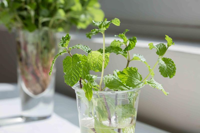Harvesting And Maintaining Your Bottle Mint Garden